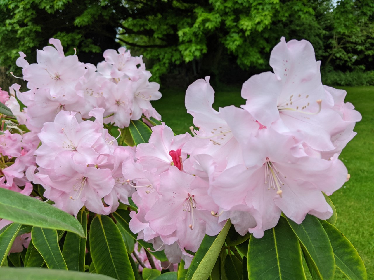 Unnamed hybrid seedling